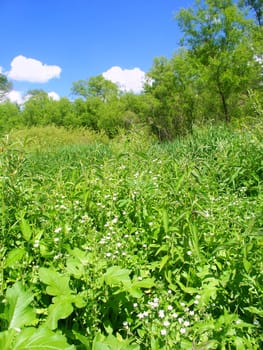 Dense vegetation flourishes at Blackhawk Springs Forest Preserve in Illinois.