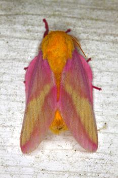 A Rosy Maple Moth (Dryocampa rubicunda) sits on a wall in central Florida.