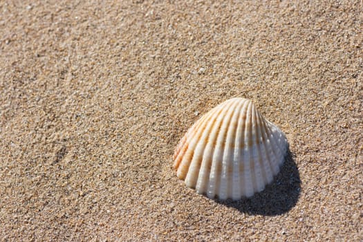 A seashell on beach sand