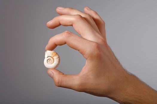 a white shell in man's hand