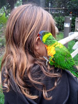 Brunette child with colorful lorikeet bird biting her ear
