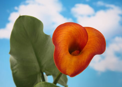 Beautiful single calla lilly on a natural cloudy blue sky background