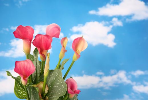 Beautiful pink colored calla lilly with cloudy sky background