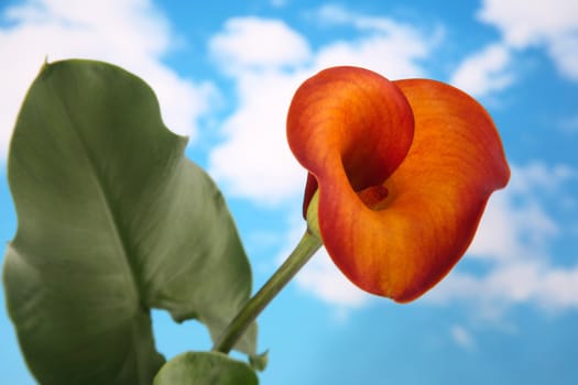 Beautiful orange colored calla lilly with cloudy sky background