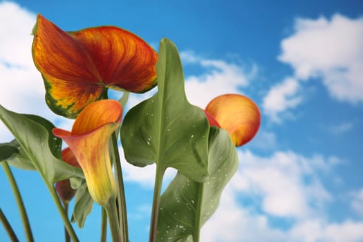 Beautiful orange colored calla lilly with cloudy sky background