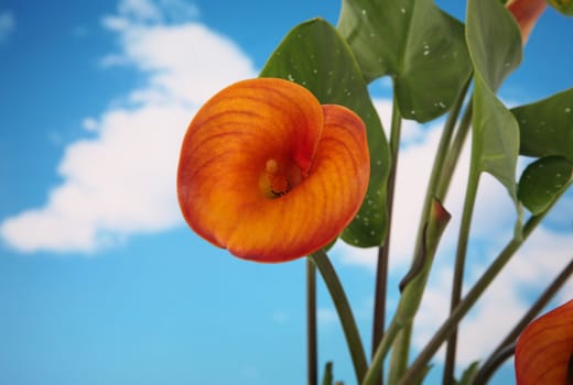 Beautiful calla lilly plant on blue cloudy sky background