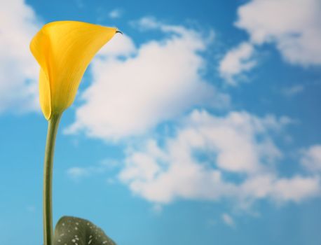 Beautiful yellow colored calla lilly with cloudy sky background