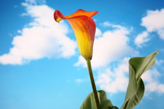 Beautiful orange colored calla lilly with cloudy sky background