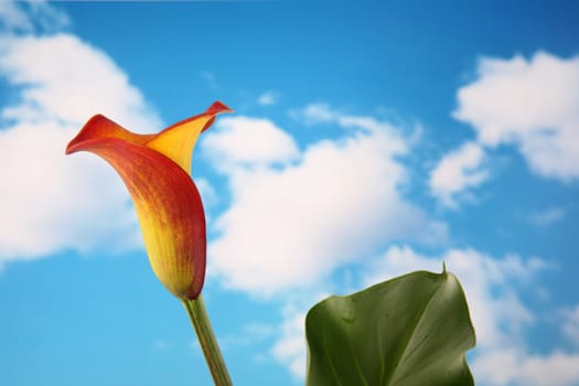 Beautiful single orange and yellow calla lilly flower isolated with a cloudy sky background