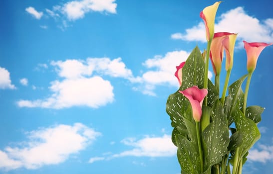 Beautiful orange colored calla lilly with cloudy sky background