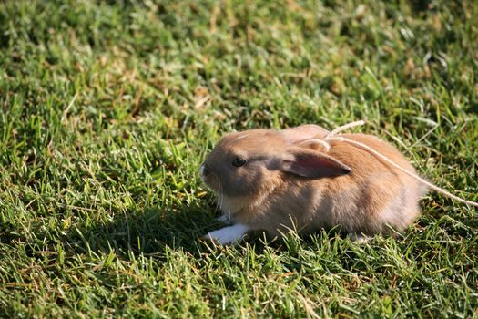 Cute little bunny on a leash on the grass