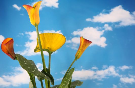 Beautiful bright colored calla lillies with cloudy sky background