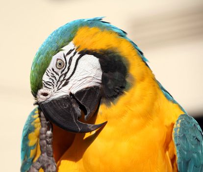 Blue and gold macaw scratching his beak with his clawed foot