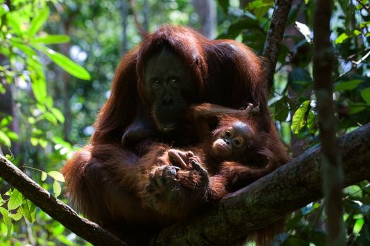 Mother and Baby orangutan (Pongo pygmaeus) swinging in tree .  Borneo, Indonesia.