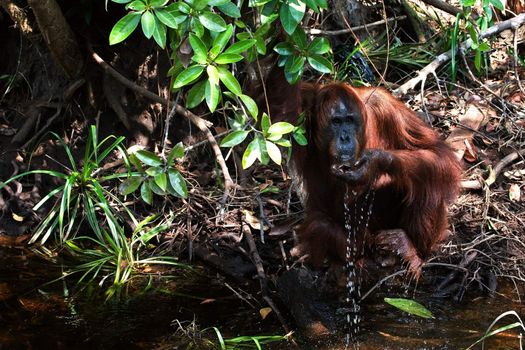 The orangutan drinks water. Orangutan drinks water from the river, scooping a palm.