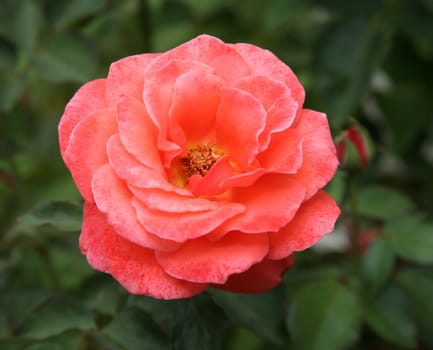 Pink flower and bud