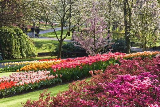 Wonderful spring garden in april with blooming cherry trees, tulips and azalea bushes