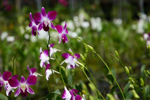 Exotic orchid garden in Thailand - travel and tourism.