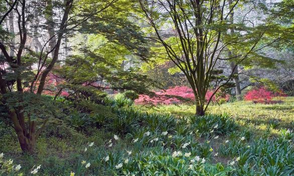 View through bushes into Japanese garden in early spring