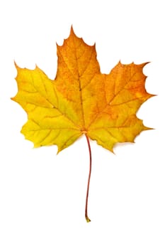 Autumn yellow maple leaf isolated on white background 