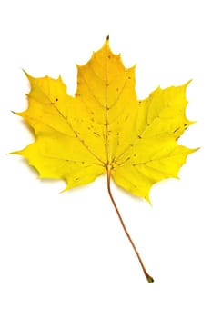 Autumn yellow maple leaf isolated on white background