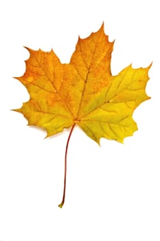 Autumn yellow maple leaf isolated on white background