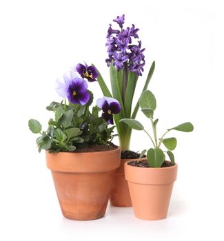 Colorful Spring Flowers of Pansies and Hyacinth in Pots on White Background