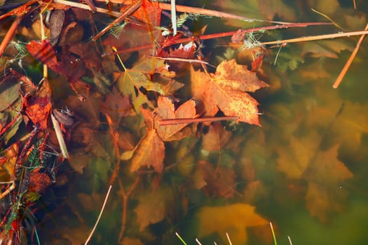 Murky Water With Beautiful Fall Leaves Entwined Together Underwater