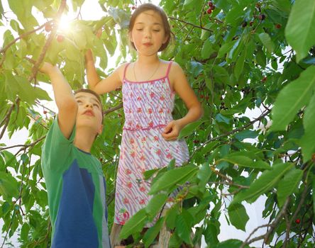 Children on ladders eating bing cherries in the shade of the tree with summer sun in background.