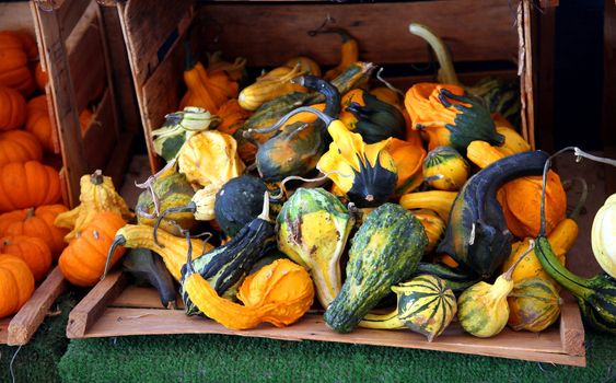 Wooden crate filled with various colorful gourds