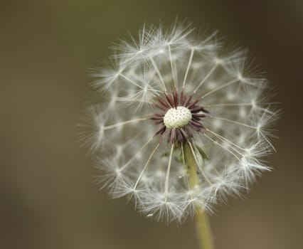 Extreme Depth of Field With a Dandilion Partially Blown Away Seeds Exposed