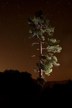 Lightpainted Tree in the Forest at Night With Star Trails in the Sky. Stars are Intentionally Blurred for Trail Effect