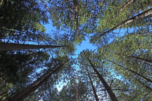 Tall Pine Trees From Perspective of the Forest Floor