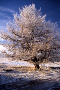 Beautiful winter landscape of big frozen tree in sunshine 