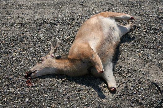 Dead deer missing all four lower legs