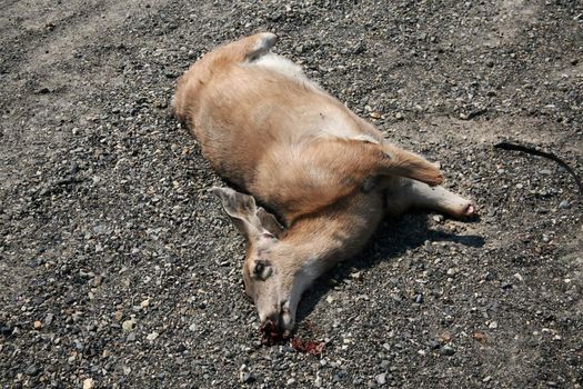 Dead deer with all four lower legs missing