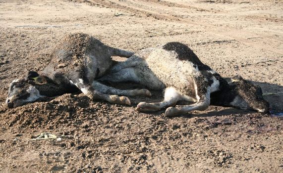 Two dead dairy cows lying on the ground