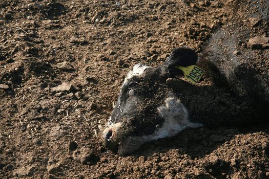 One dead dairy cow lying on the ground