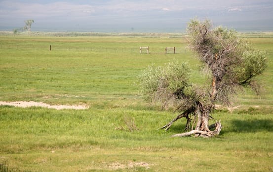 Unique tree sitting out in the beautiful countryside