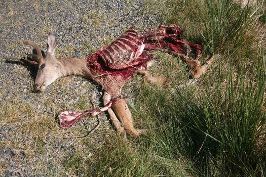 Dead deer that has been partially eaten