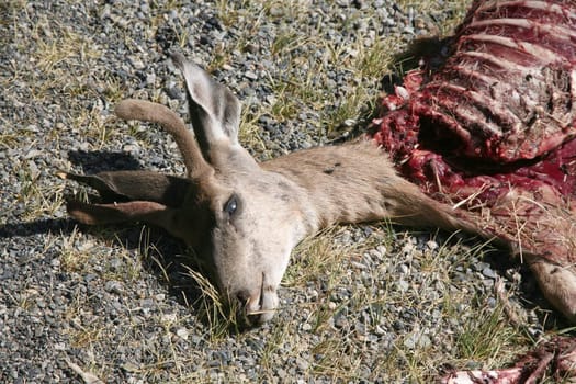 Dead deer that has been partially eaten