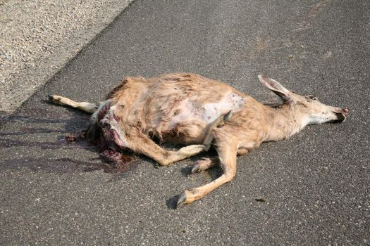 Dead deer on the side of a road
