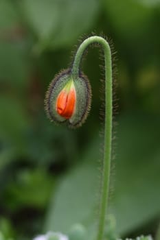 Close up from a corn poppy in the field.