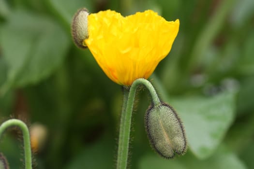 Close up from a corn poppy in the field.