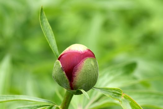 Closeup from a peony on green background. Shot outdoor.