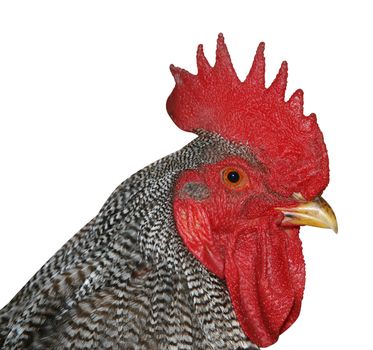 Plymouth Rock Rooster isolated with clipping path         