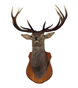 12 Point Red Stag Head isolated with clipping path          