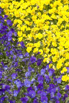 many different colored flowers together in a park in holland