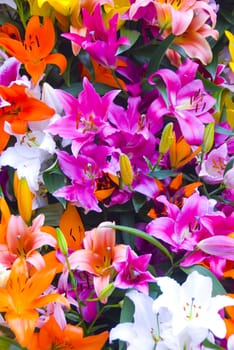 many different colored flowers together in a park in holland