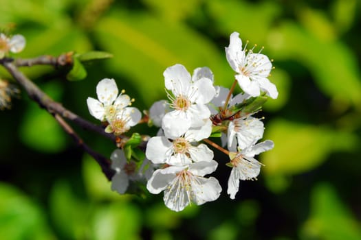 white tree blossom against green foliage